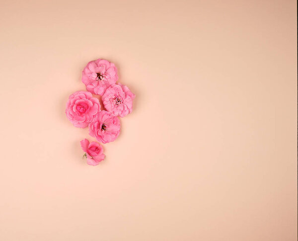 Blooming buds of pink roses on a beige background, top view, copy space, flat lay