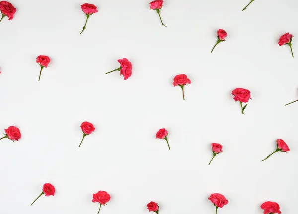 Beyaz bir arka planda pembe güller çiçeklenme tomurcukları — Stok fotoğraf