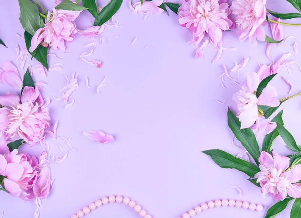 pink peony flower and scattered petals on a pink background