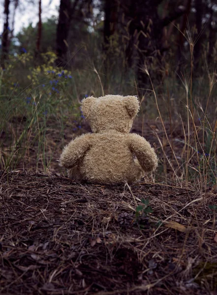 Bruine teddybeer zit terug in het midden van een zandweg in de — Stockfoto