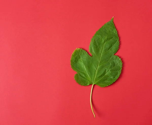 Зелений лист шовковиці на червоному тлі — стокове фото
