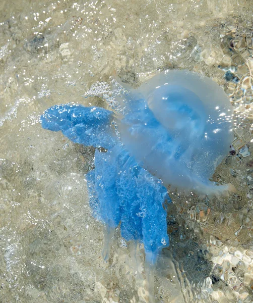 Blue Sea maneter under vatten, skytte från ovan — Stockfoto