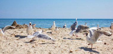 Siyah S kumlu kıyısında beyaz martılar büyük sürüsü