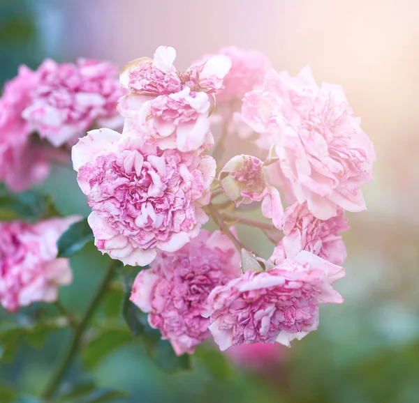 Кущ троянд з зів'ялими рожевими квітами в літній вечір — стокове фото