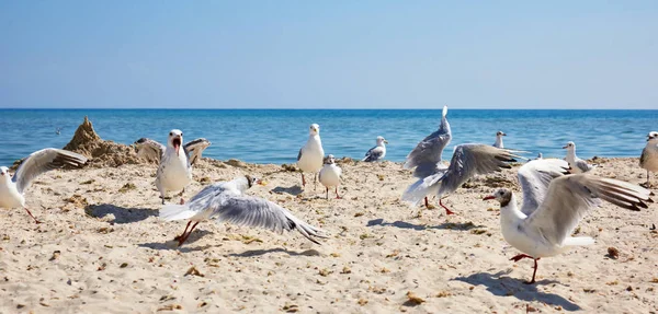 large flock of white sea gulls on the sandy shore of the Black S