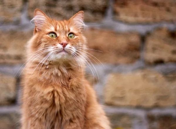 Portret van een volwassen pluizige rode kat met groene ogen — Stockfoto