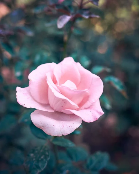 Blooming bud of pink rose on the background — Stock Photo, Image