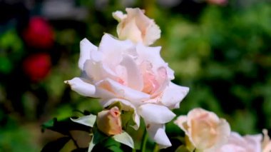 bir yaz gününde bahçede açan gül