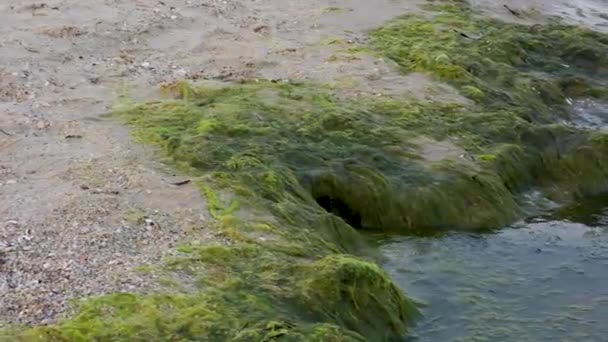 Sandiga Kusten Svarta Havet Med Gröna Alger Efter Stormen Ukraina — Stockvideo