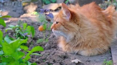 büyük yetişkin kedi yerde yatıyor ve uykuda, yaz günü düşüyor