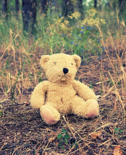 Achtergelaten bruine teddybeer zittend in het midden van het bos — Stockfoto