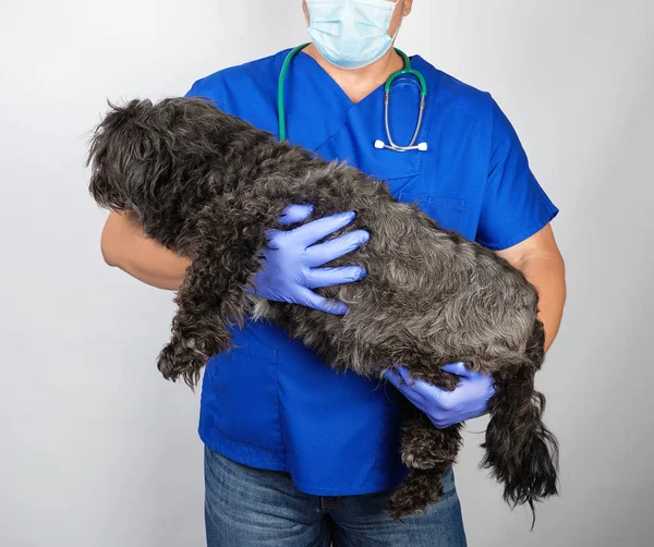doctor in blue uniform and sterile latex gloves holding a fluffy