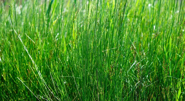 Длинные стебли свежей зеленой травы в степной зоне Украины — стоковое фото