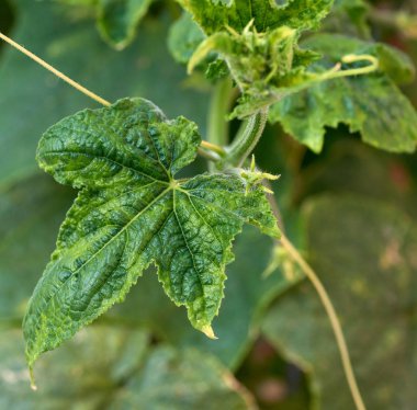 yeşil yaprakları ile salatalık dalları