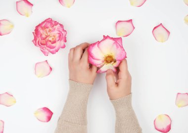 pürüzsüz deri ve pembe gül yaprakları ile genç bir kızın iki el 