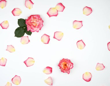 beyaz bir arka plan üzerinde dağınık kaotik pembe yaprakları