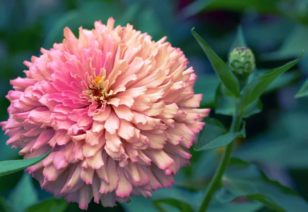 Flor Rosa Florescendo Zinnia Jardim Dia Verão Foco Seletivo — Fotografia de Stock