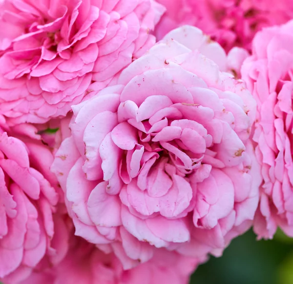 Knoppar av rosa blommande rosor i trädgården — Stockfoto