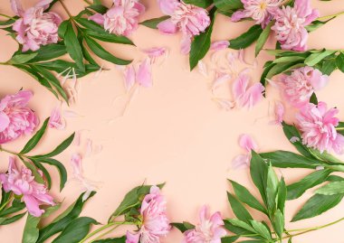 şeftali arka plan üzerinde çiçek açan pembe şakayık tomurcukları