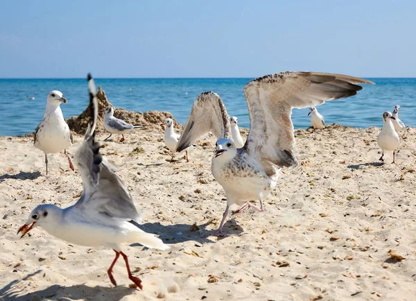 big sea gulls run after each other on the sandy shore of the Bla