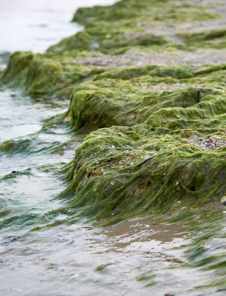 Piaszczysty brzeg z zielonymi glonami po burzy, — Zdjęcie stockowe