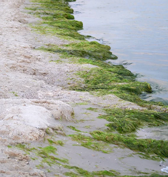 Piaszczysty brzeg z zielonymi glonami po burzy — Zdjęcie stockowe