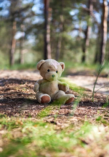 Achtergelaten bruine teddybeer zittend in het midden van het bos — Stockfoto