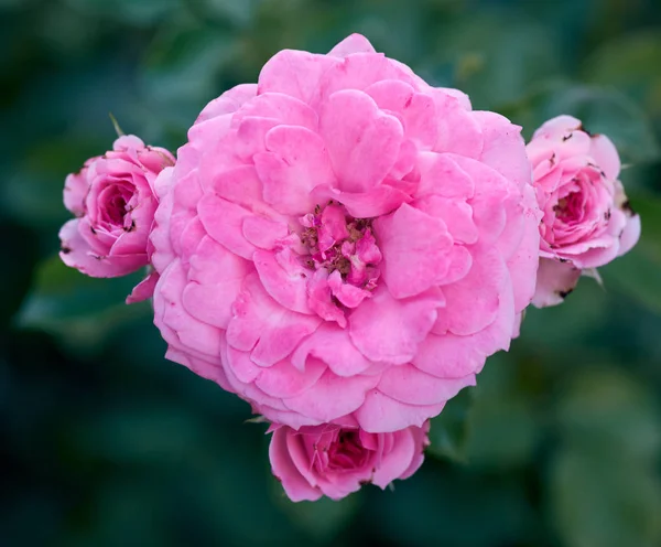 Brotes de rosas rosadas florecientes en el jardín, fondo verde —  Fotos de Stock