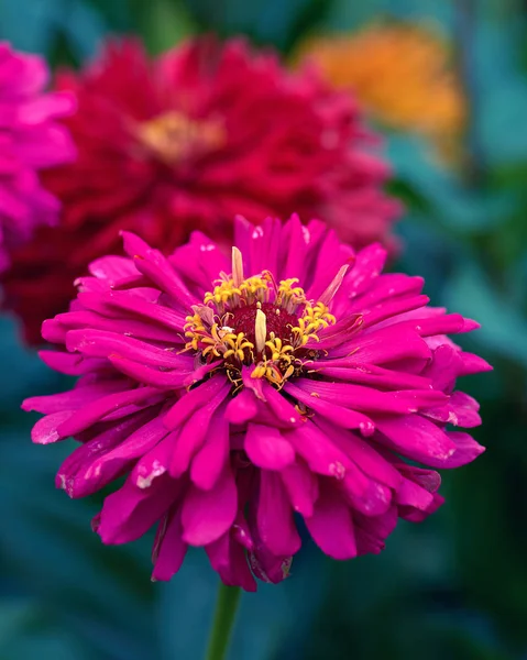 தோட்டத்தில் பூக்கும் இளஞ்சிவப்பு பூ Zinnia — ஸ்டாக் புகைப்படம்