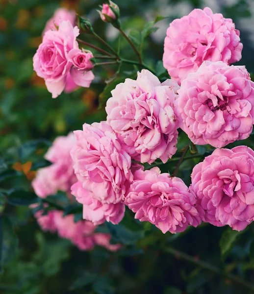 Knoppar av rosa blommande rosor i trädgården, grön bakgrund — Stockfoto