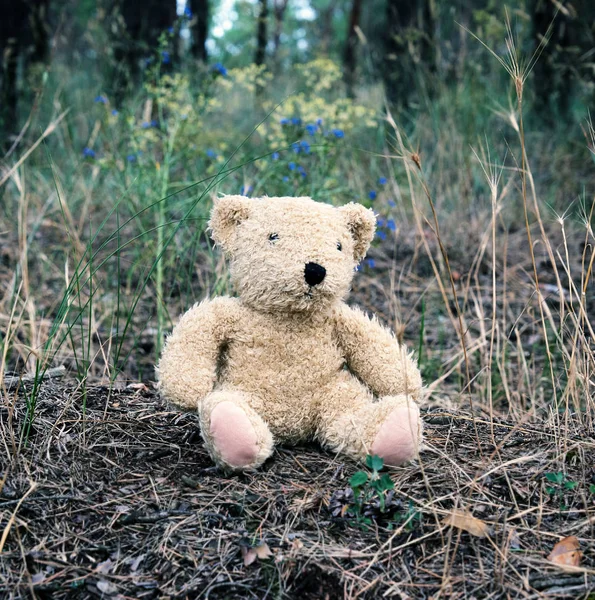 Achtergelaten bruine teddybeer zittend in het midden van het bos — Stockfoto