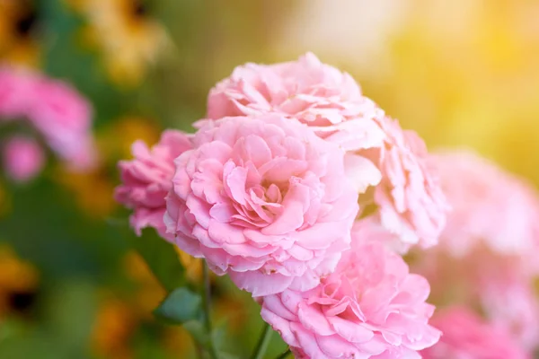 Capullos de rosas rosadas florecientes en el jardín, rayos del brillante su — Foto de Stock