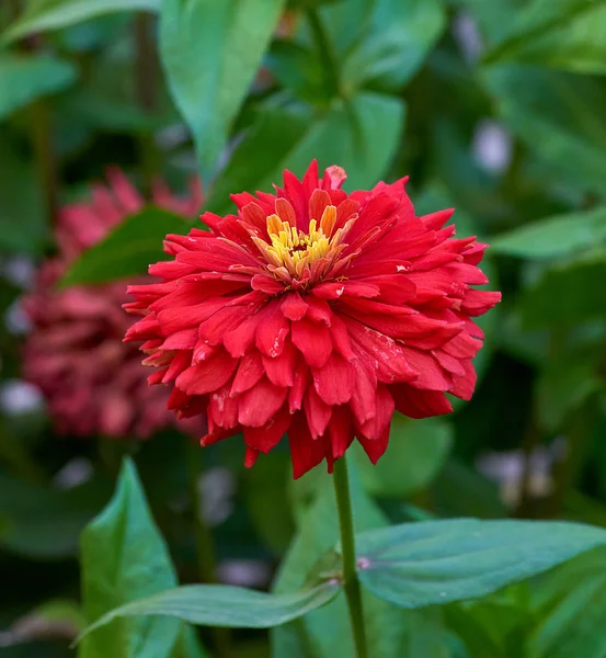 தோட்டத்தில் மலரும் சிவப்பு பூ Zinnia — ஸ்டாக் புகைப்படம்