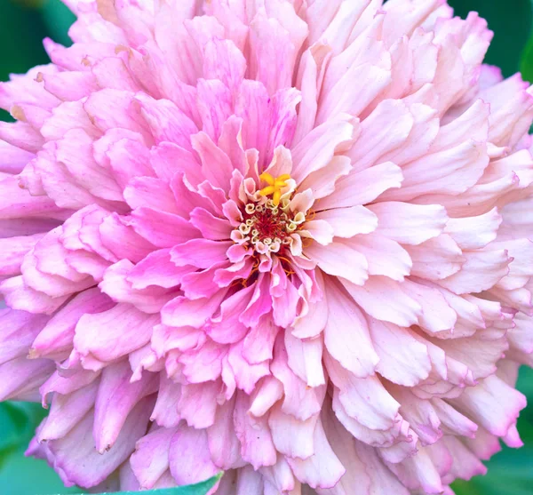 Flor rosa flor Zinnia en el jardín en un día de verano — Foto de Stock