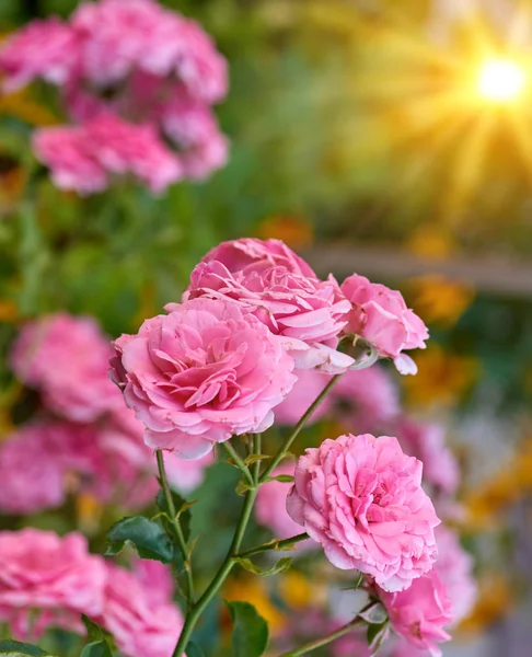 Бутони рожевих квітучих троянд в саду, промені яскравого су — стокове фото