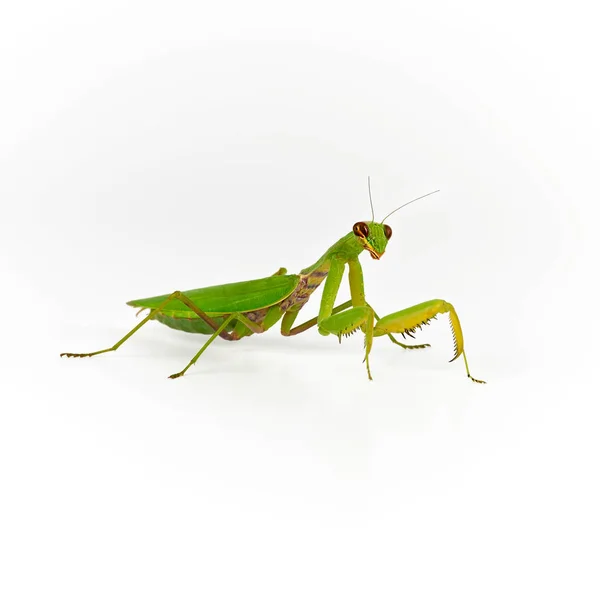 Grön Mantis på en vit bakgrund tittar på kameran, nära u — Stockfoto