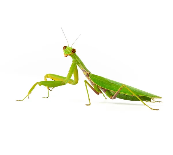 Mantis verde grande sobre un fondo blanco mira a la cámara — Foto de Stock