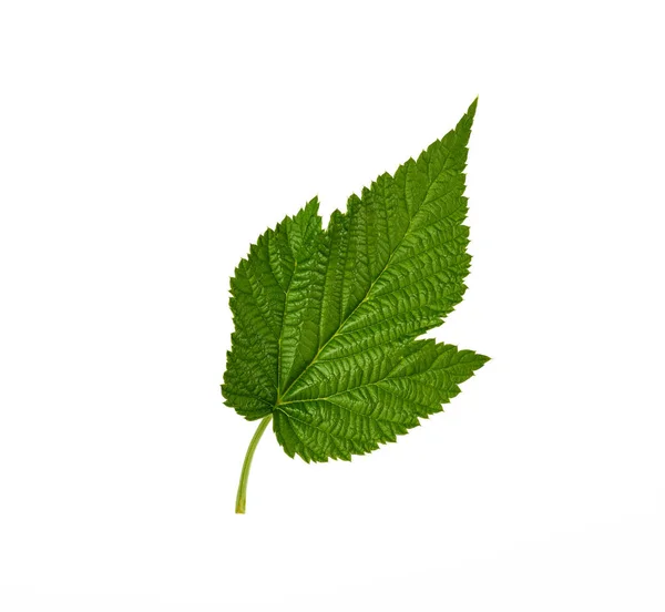 Świeże zielone liść malinowy na białym tle — Zdjęcie stockowe