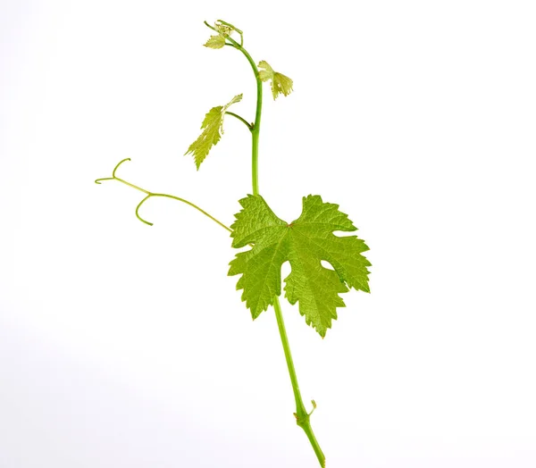 Brote joven de uvas con hojas verdes sobre un fondo blanco — Foto de Stock