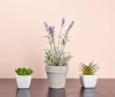 siyah bir masa üzerinde bitkiler ile üç seramik kaplar