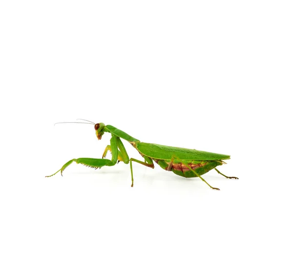 Mantis verde fica em um fundo branco — Fotografia de Stock