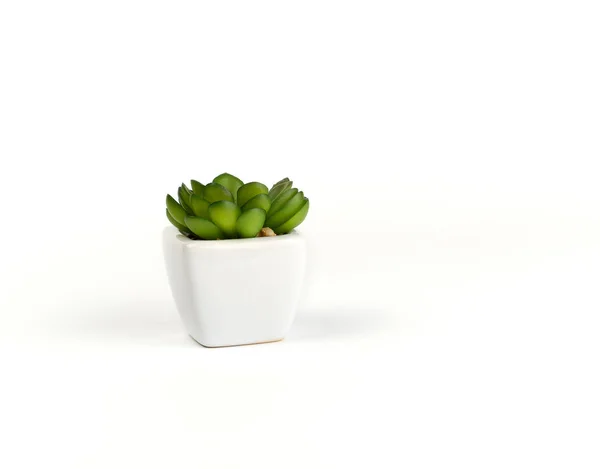 Λευκή Κεραμική κατσαρόλα με πράσινο φυτό ζουμερό, λευκό φόντο — Φωτογραφία Αρχείου