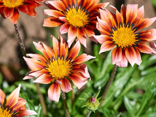 Blommande knoppar av orange-rosa gazania — Stockfoto