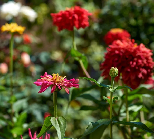 Blommande mångfärgade blommor zinnia — Stockfoto