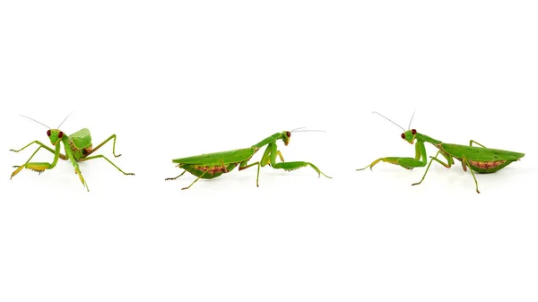 Три зеленых богомола на белом фоне, насекомое в разных — стоковое фото