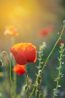 güneşte açan kırmızı haşhaş, arka yan ışık
