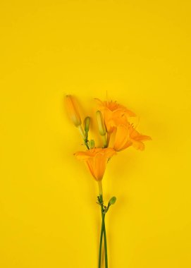 sarı çiçekler Daylily sarı bir arka plan üzerinde