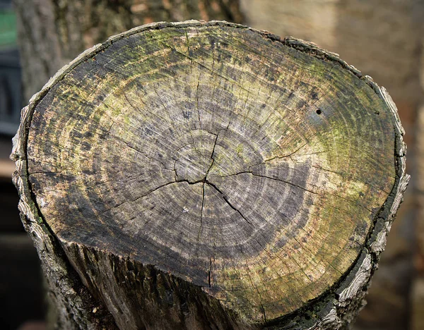 Τμήμα ενός παλιού κούτσουρο στο δέντρο της βερίκοκου — Φωτογραφία Αρχείου