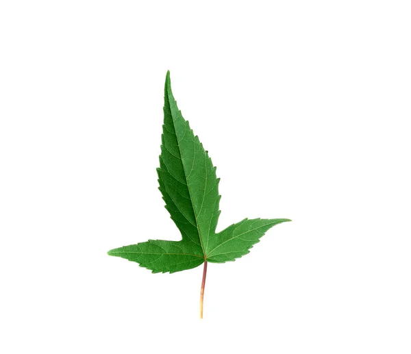 Green Hibiscus leaf izolovaných na bílém pozadí — Stock fotografie