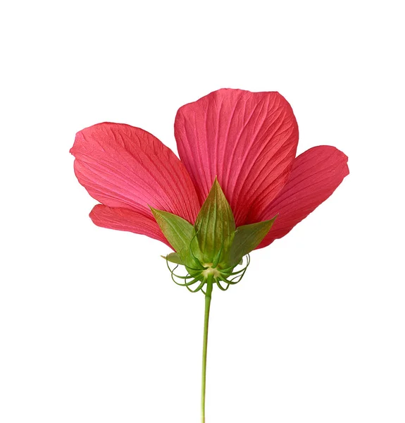 Hibisco florescendo vermelho, flor isolada no fundo branco — Fotografia de Stock